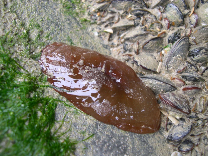 Actinia equina (Linnaeus, 1758) Actinia equina (Linnaeus, 1758)