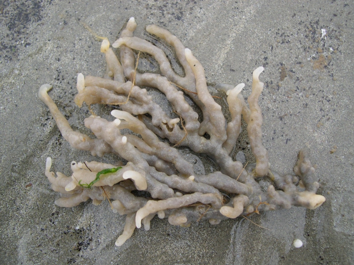Alcyonidium condylocinereum Porter, 2004 Alcyonidium condylocinereum Porter, 2004