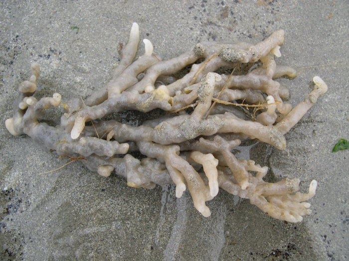 Alcyonidium condylocinereum Porter, 2004 Alcyonidium condylocinereum Porter, 2004