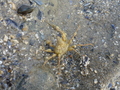 Crustacea (crustaceans)