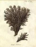 Spongia linteiformis Esper, 1797