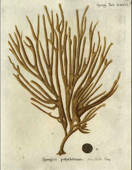 Spongia polychotoma Esper, 1794