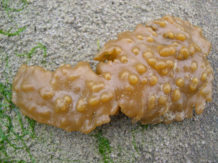 Alcyonidium diaphanum Alcyonidium diaphanum