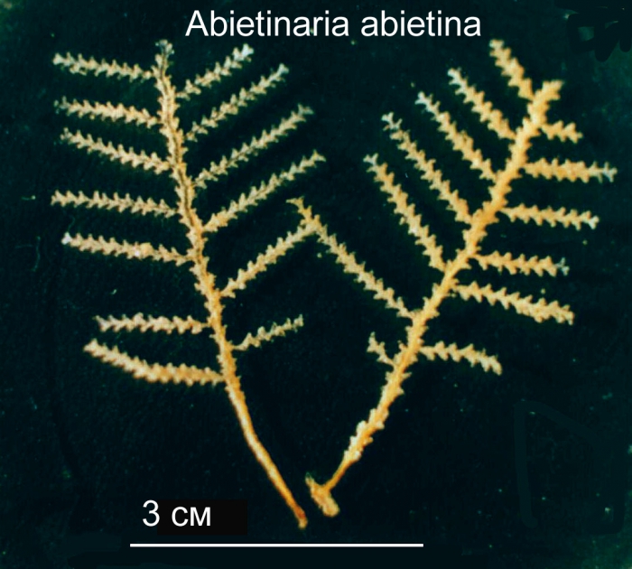 Abietinaria abietina Abietinaria abietina