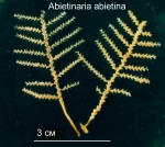 Hydrozoa (hydroids)