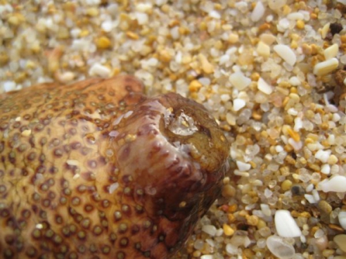 Holothuria (Holothuria) stellati?