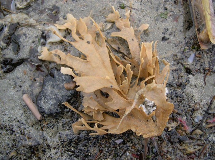 Flustra foliacea (Linnaeus, 1758) Flustra foliacea (Linnaeus, 1758)