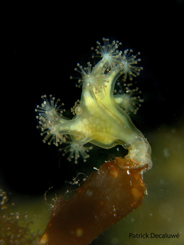 Haliclystus auricula 