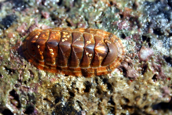 Chiton olivaceus, Italy, Giglio Island, Campese Chiton olivaceus, Italy, Giglio Island, Campese