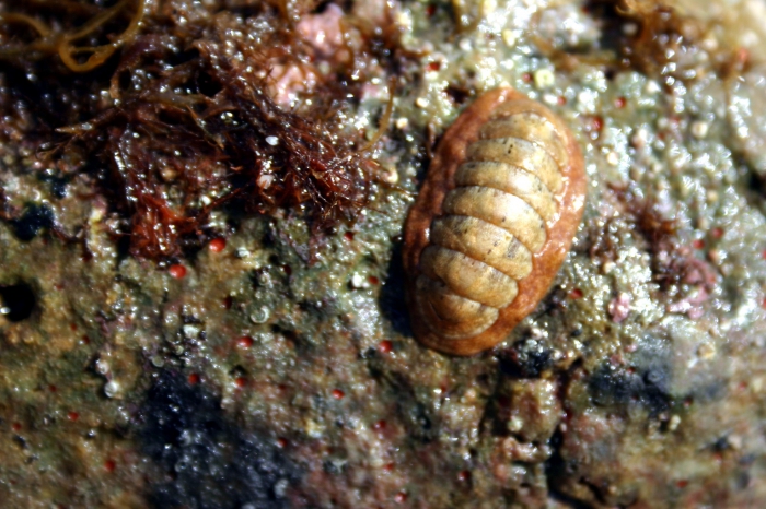 Ischnochiton rissoi, Italy, Giglio Island, Campese