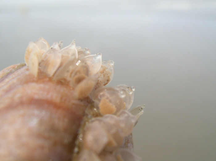 eggs of Tritia nitida (Jeffreys, 1867)