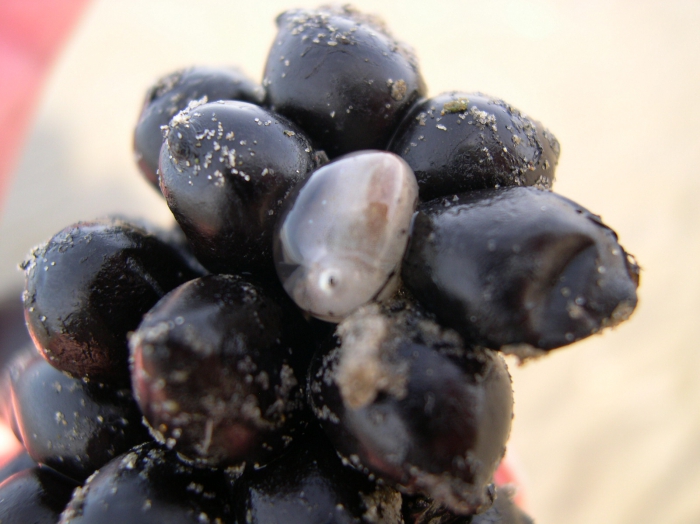 eggs of Sepia sp.