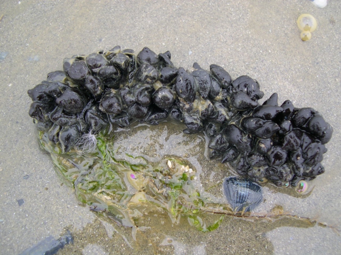 eggs of Sepia sp.