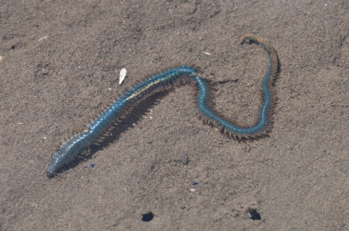 Nereis virens on sand