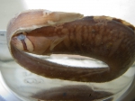 Pholis fasciata, banded gunnel