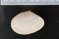 Mollusca (molluscs)