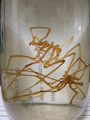 Chelicerata (sea spiders & mites)