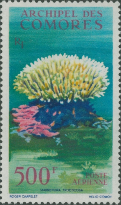 Acropora humilis Acropora humilis