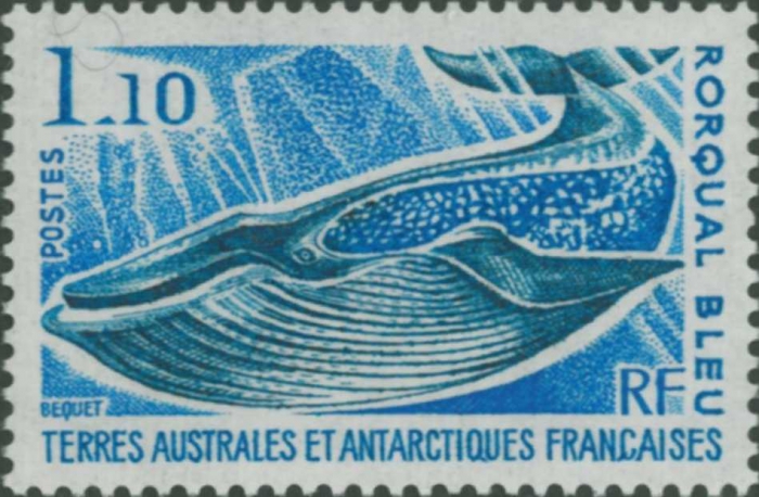 Balaenoptera musculus Balaenoptera musculus
