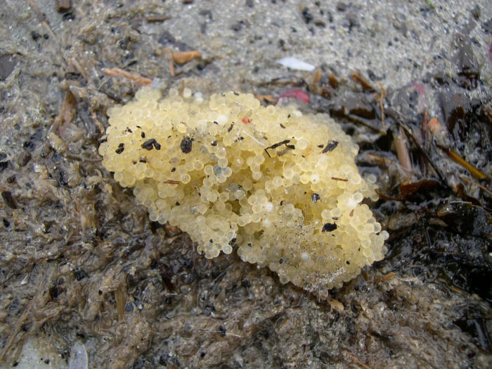 eggs of Myoxocephalus scorpius (Linnaeus, 1758) eggs of Myoxocephalus scorpius (Linnaeus, 1758)