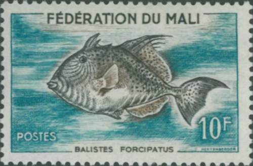 Balistes forcipatus