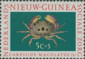 Carpilius maculatus, author: Collection VLIZ