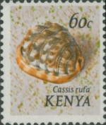 Cassis rufa