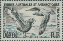 Stercorarius antarcticus