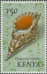 Charonia tritonis