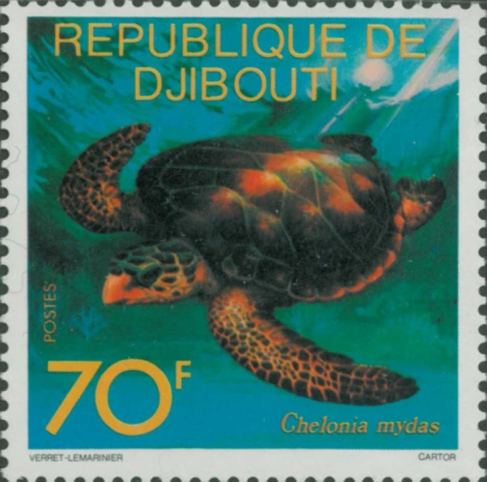 Chelonia mydas Chelonia mydas