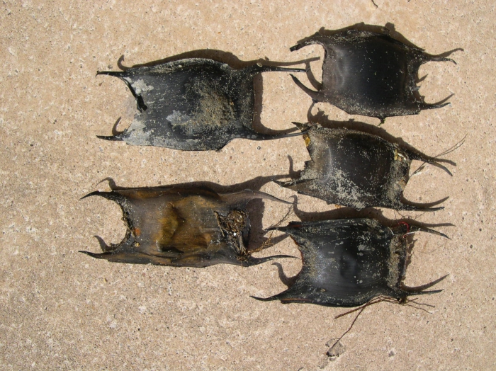 eggs of Rajiformes eggs of Rajiformes