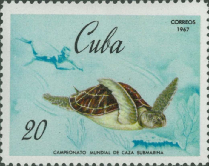 Cheloniidae sp. Cheloniidae sp.