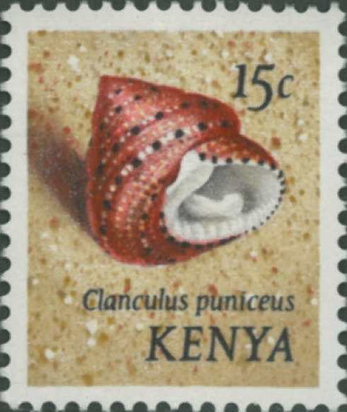 Clanculus puniceus
