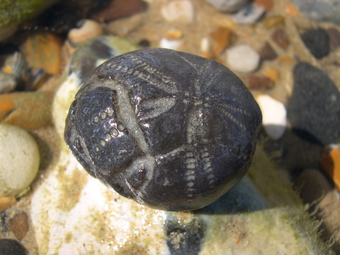 A representative of the genus Echinocorys preserved as an internal mould of flintstone. A representative of the genus Echinocorys preserved as an internal mould of flintstone.