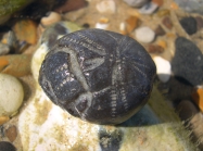 A representative of the genus Echinocorys preserved as an internal mould of flintstone.