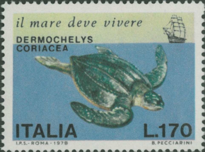 Dermochelys coriacea