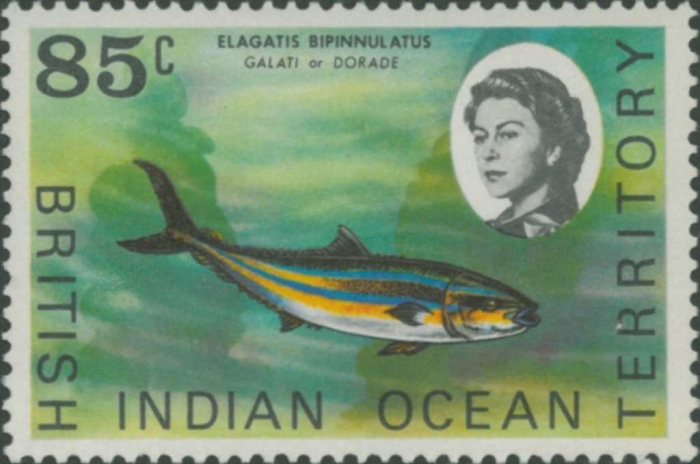 Elagatis bipinnulata Elagatis bipinnulata