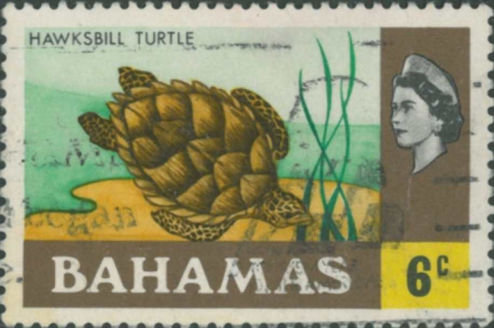 Eretmochelys imbricata Eretmochelys imbricata