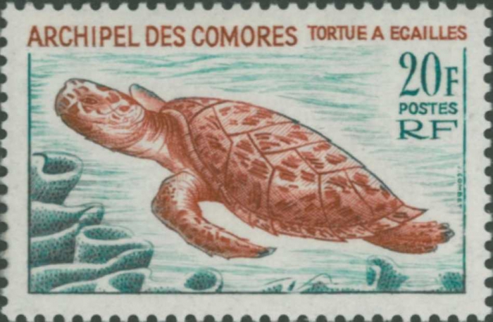 Eretmochelys imbricata Eretmochelys imbricata