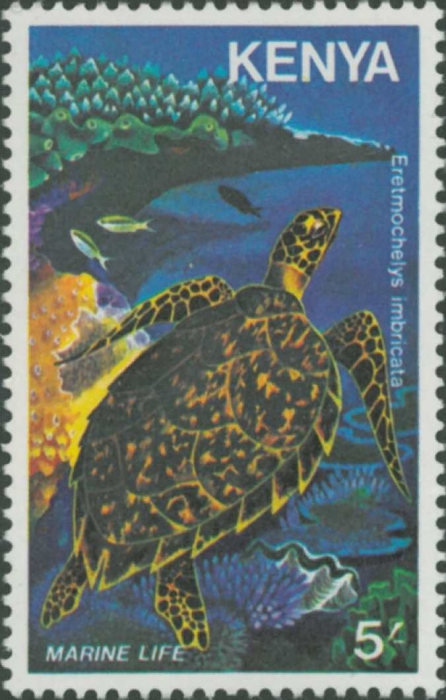 Eretmochelys imbricata Eretmochelys imbricata