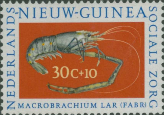 Macrobrachium lar Macrobrachium lar