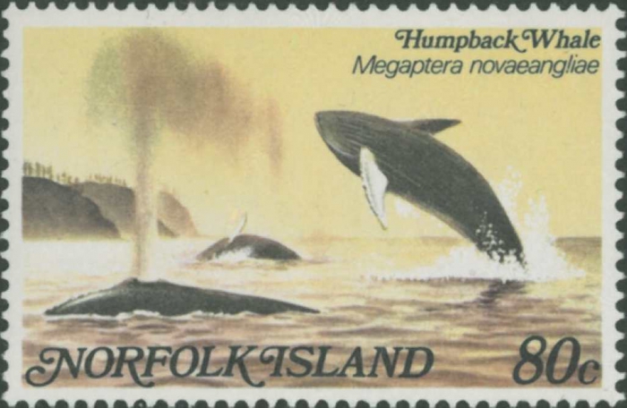 Megaptera novaeangliae Megaptera novaeangliae