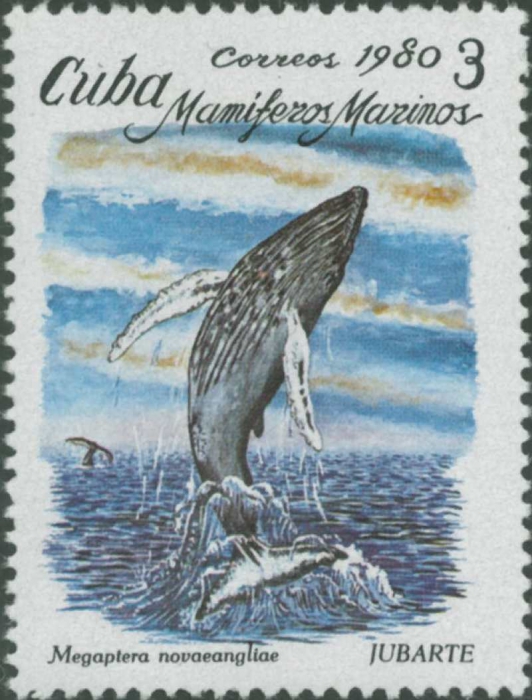 Megaptera novaeangliae Megaptera novaeangliae