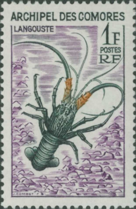 Palinurus sp. Palinurus sp.