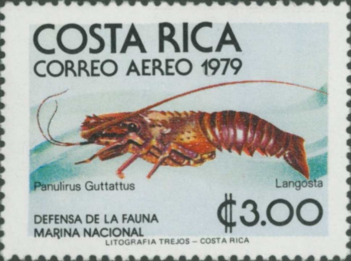Panulirus guttatus Panulirus guttatus