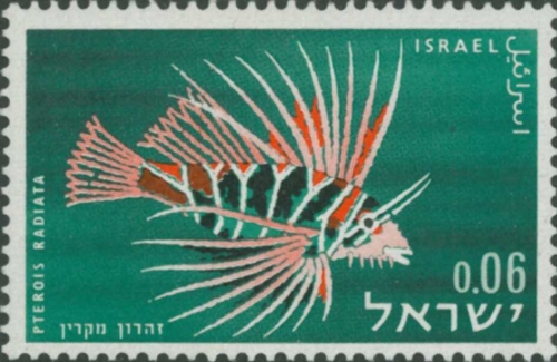 Pterois radiata