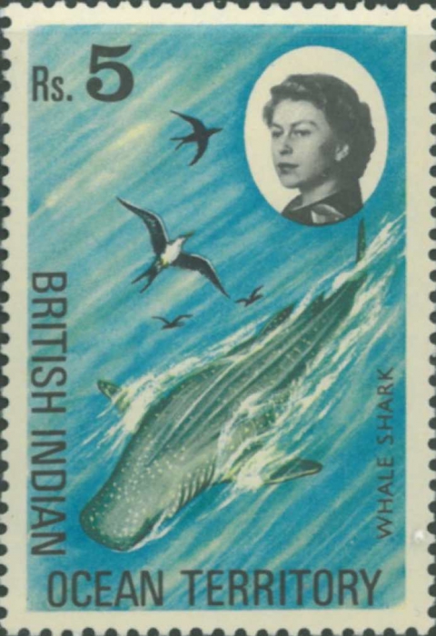 Rhincodon typus Rhincodon typus