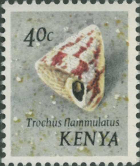 Trochus flammulatus