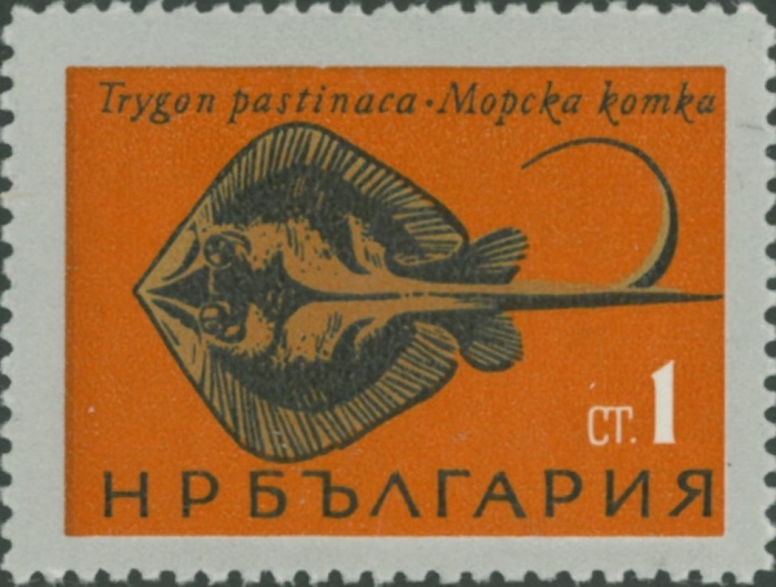 Trygon pastinaca Trygon pastinaca