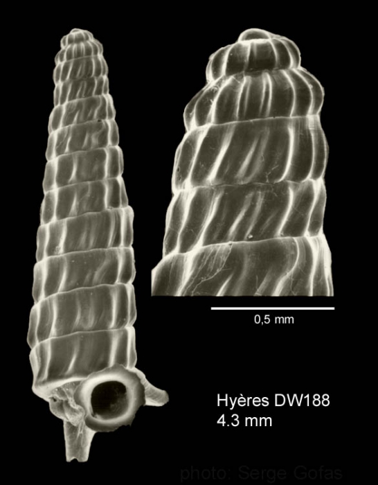 Trituba anelpistos (Bouchet & Fechter, 1981)Shell from Hyères seamount, 31°30.0'N - 28°59.5'W, 310 m, 'Seamount 2' DW188 (actual size 4.3 mm) Scale bar for protoconch 500 µm.